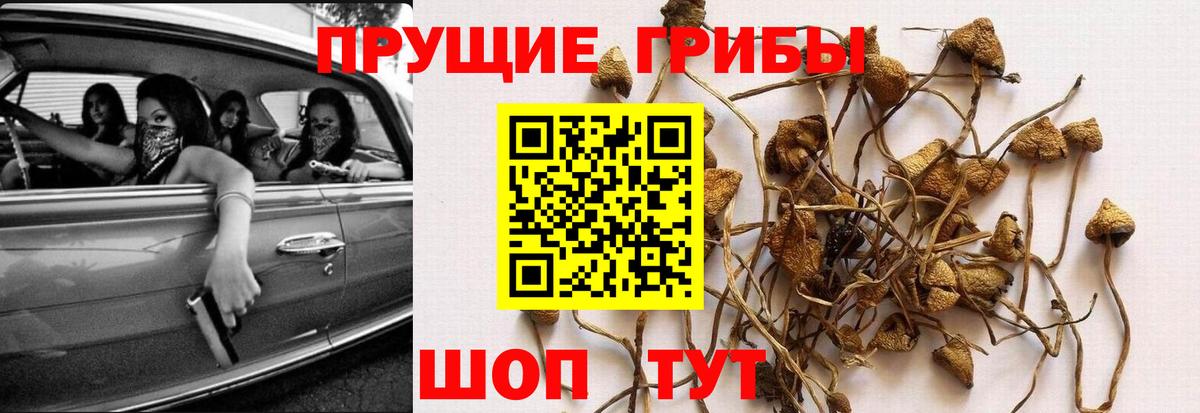 Псилоцибиновые грибы Cubensis Людиново